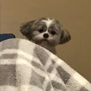 Meet your Posher, Joe